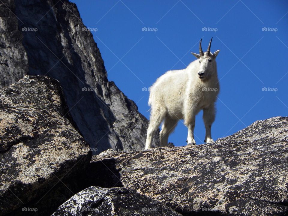 Mountain Goat