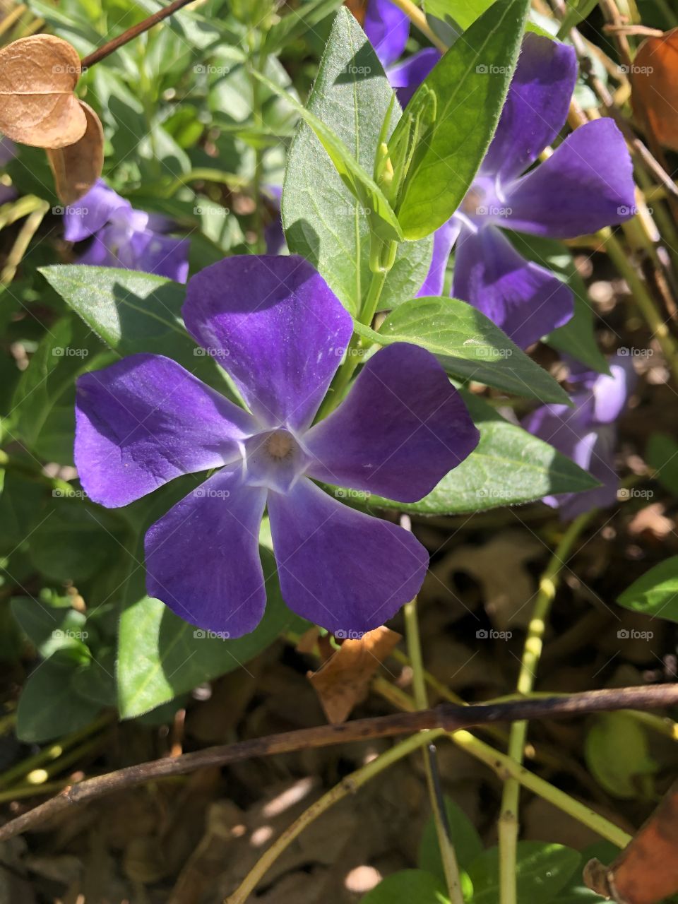 Purple Flowers 