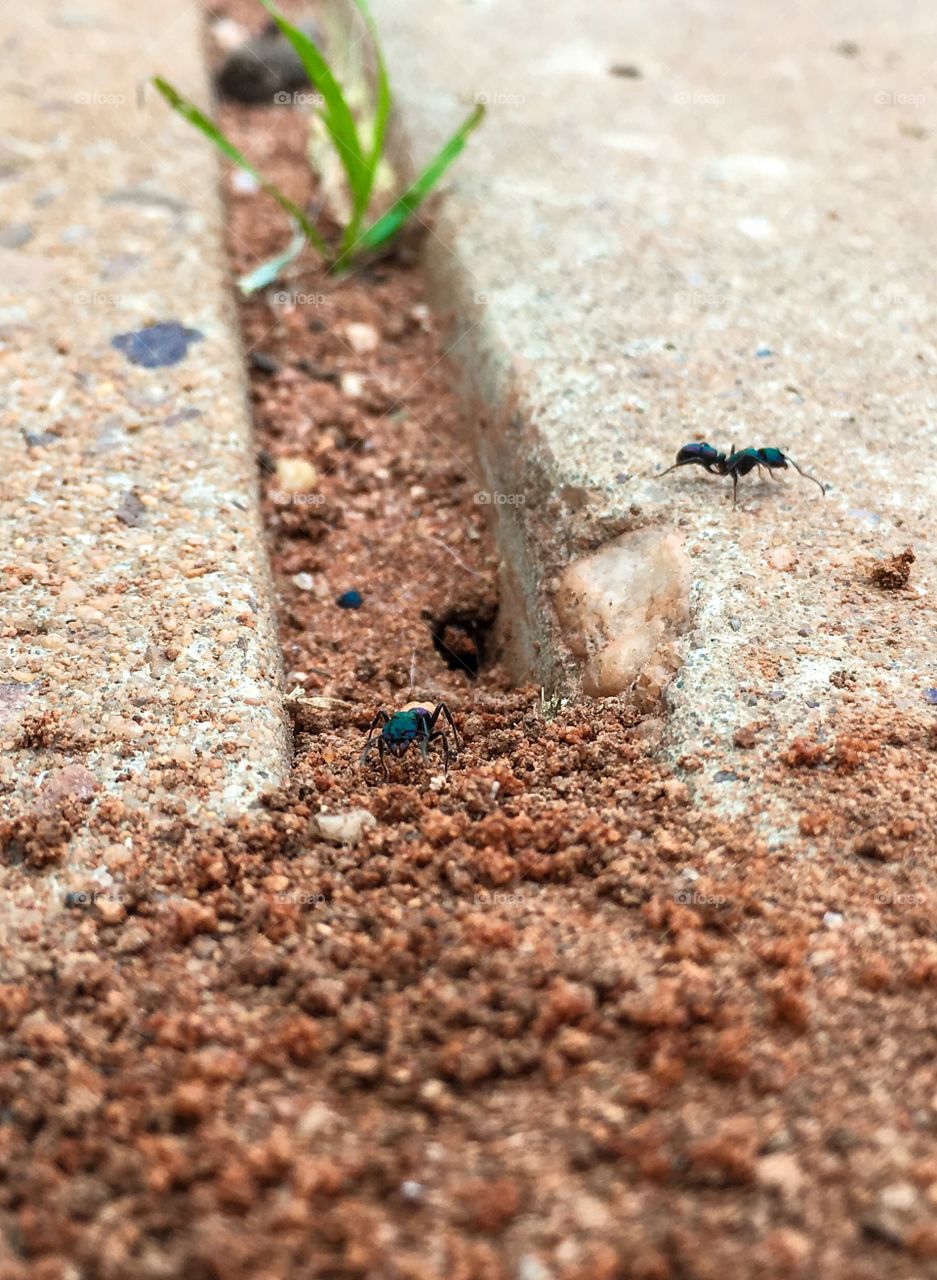 Busy worker ants near hole to nest
