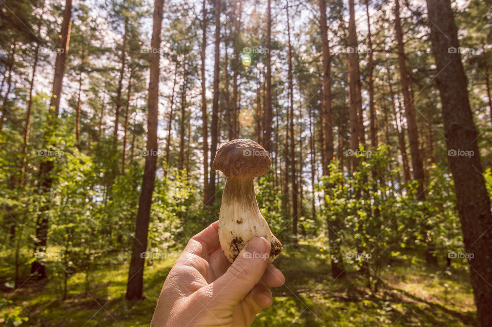 White mushroom, boletus