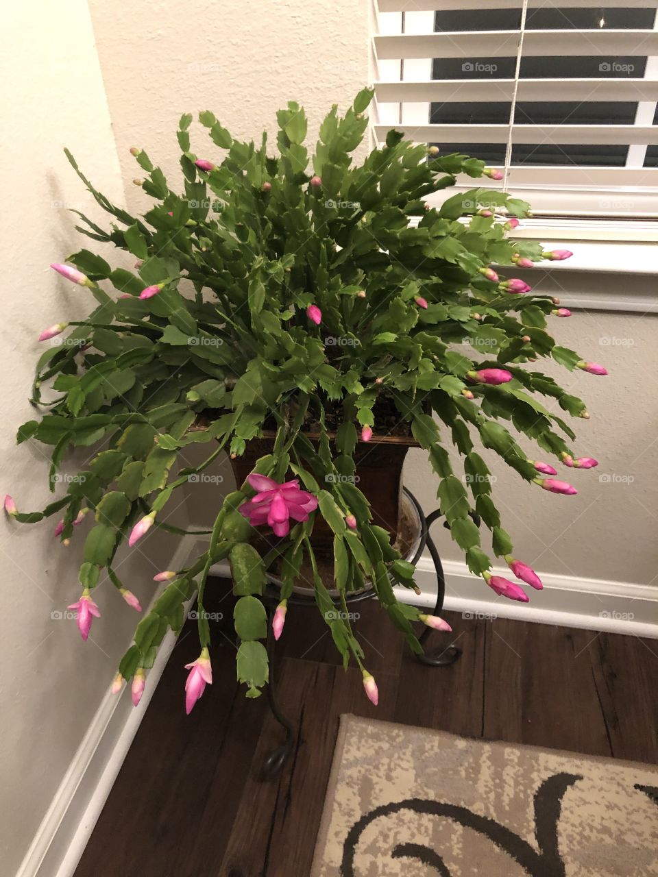 Christmas cactus
