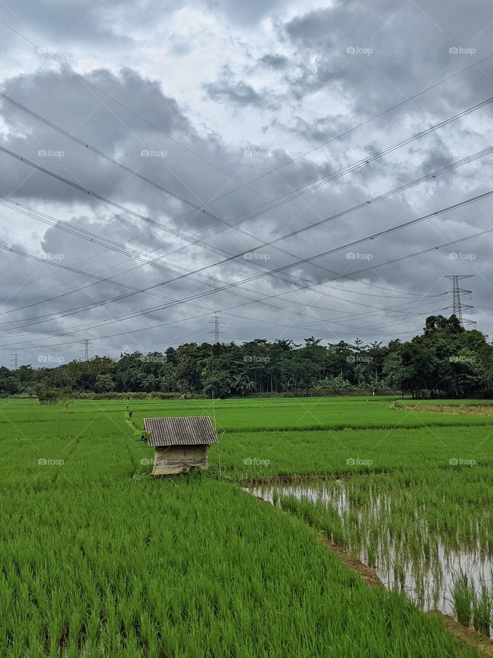 high-voltage electricity passing through the meadow, Indonesia
