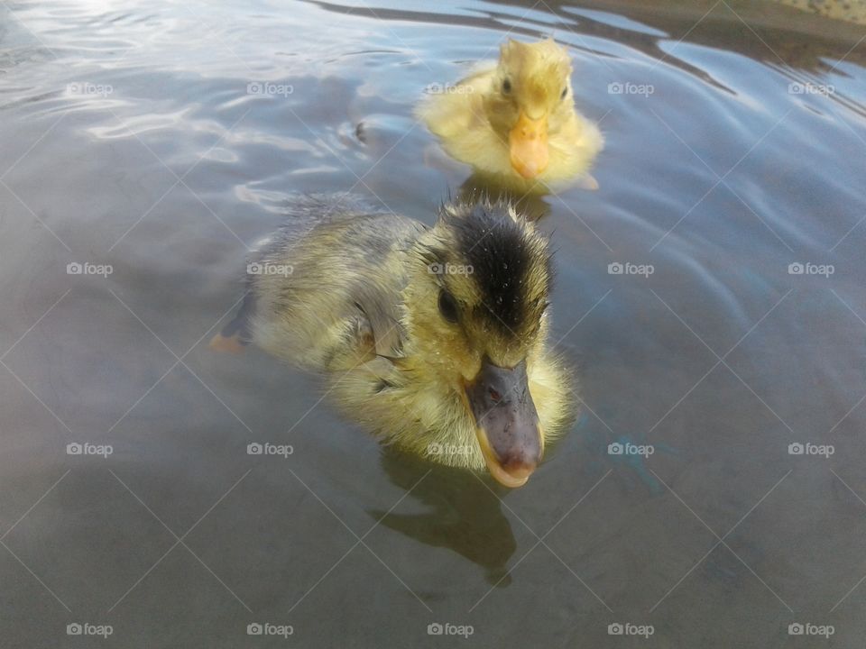 first ducklings swimming