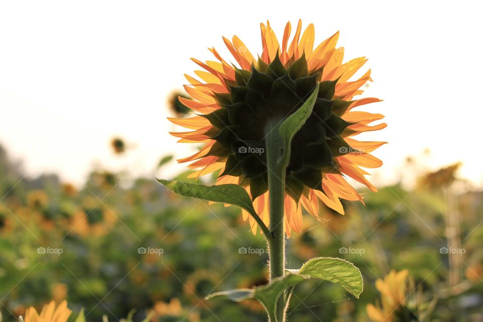 sunflower