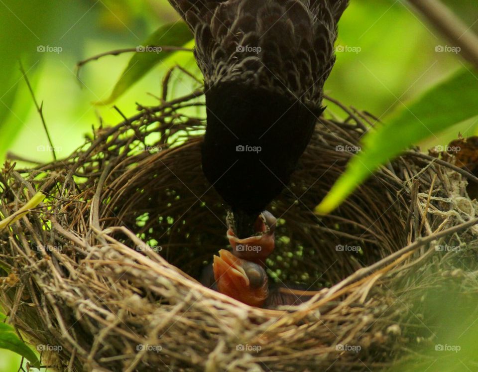 High angle view of birds