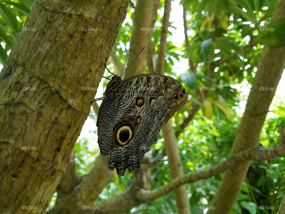 moth with eye spot