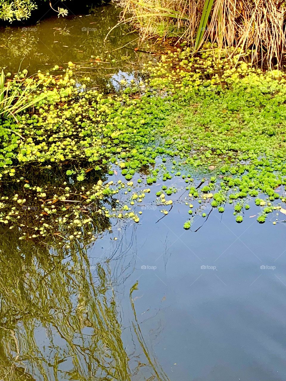 Garden pond 