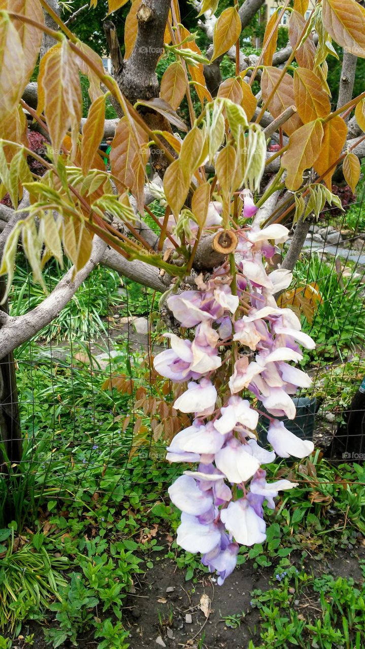 spring. flowers. beauty