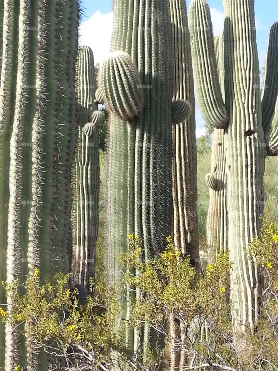 Tallness. Phoenix  Botanical Gardens