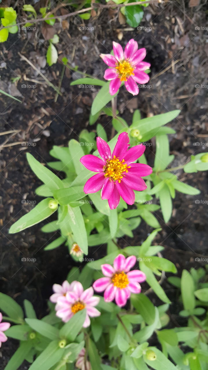 gardening with pink flower.