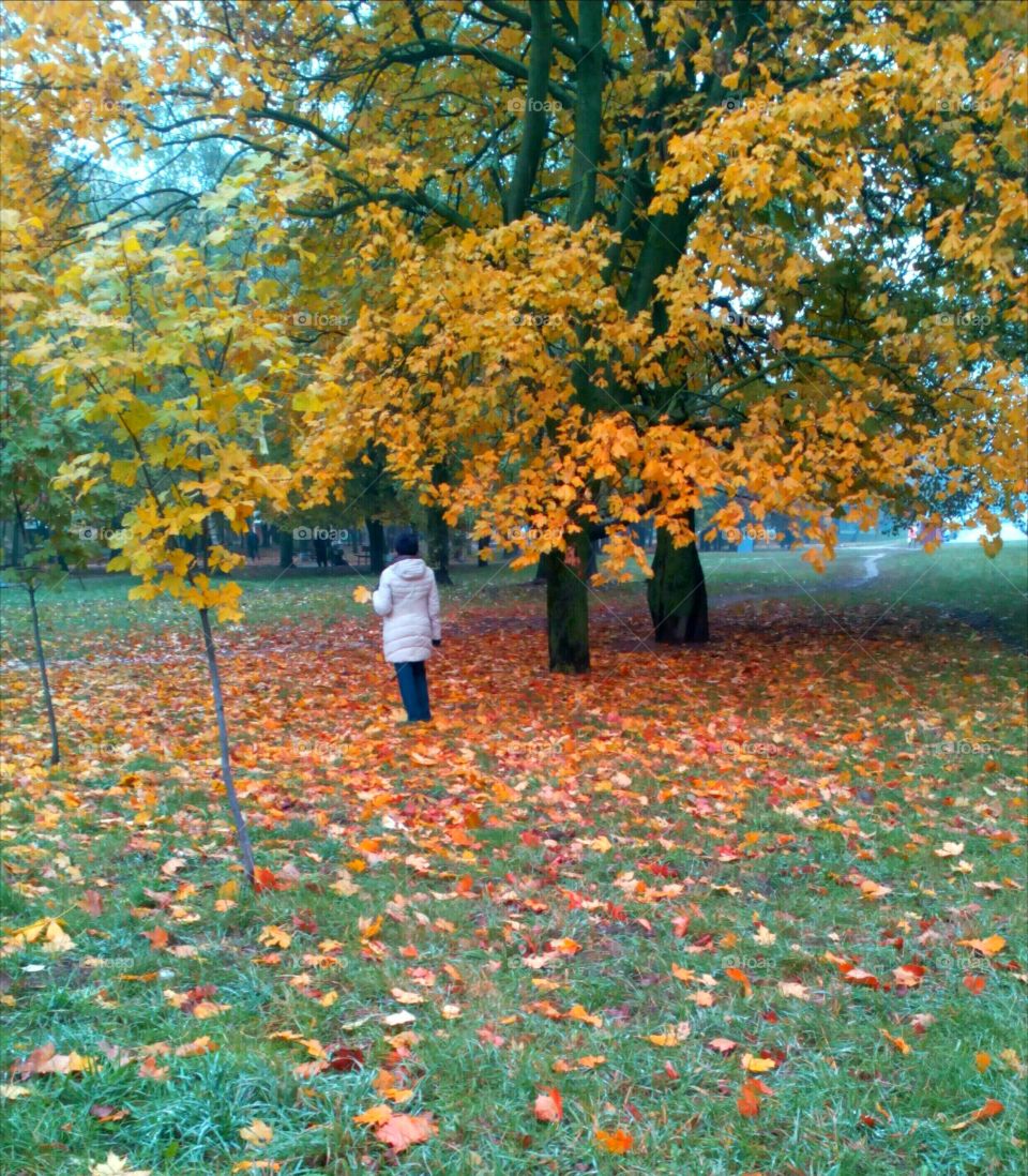 Fall, Leaf, Tree, Park, Nature