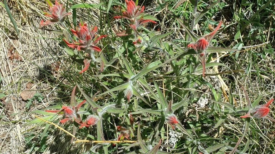 Wild flowers of the Rockies!