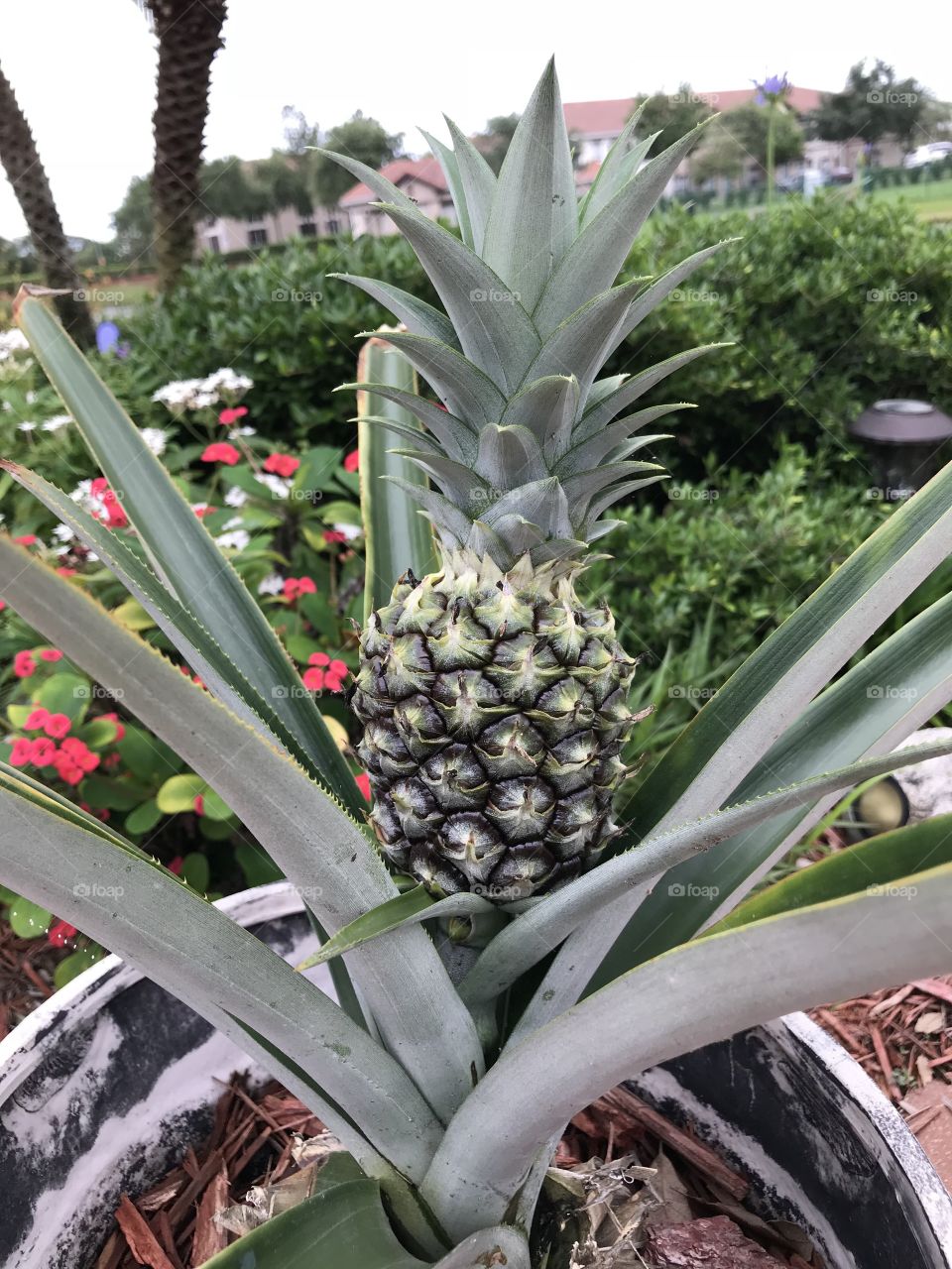 Birth of a pineapple 