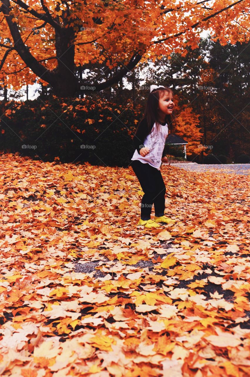 Fall, Leaf, Maple, Tree, Park