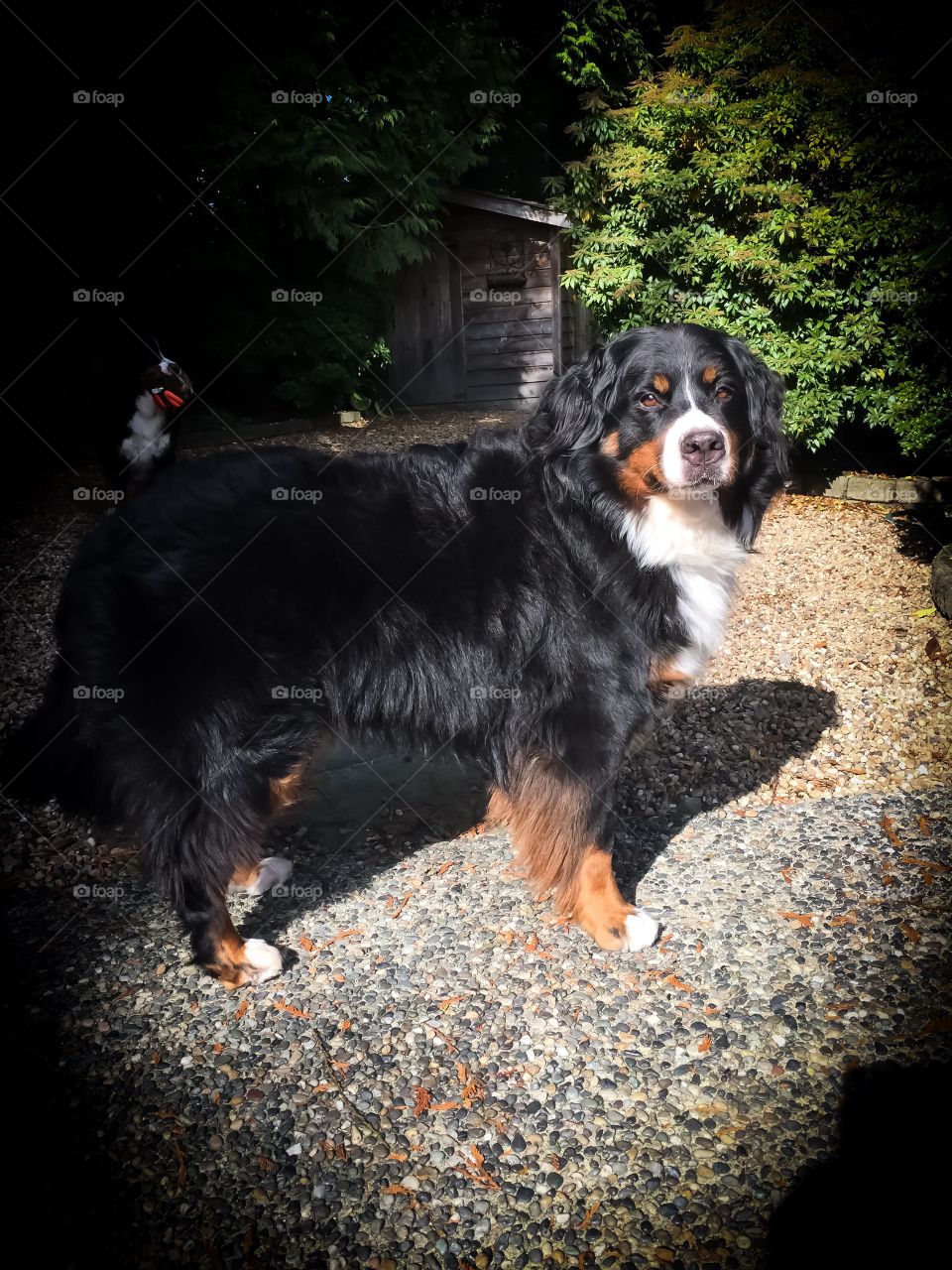 Bernese Mountain dog standing proud and loving the beautiful sun