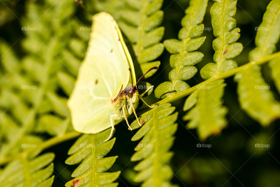macro photo of a butterfly on some green leaves in the meadow