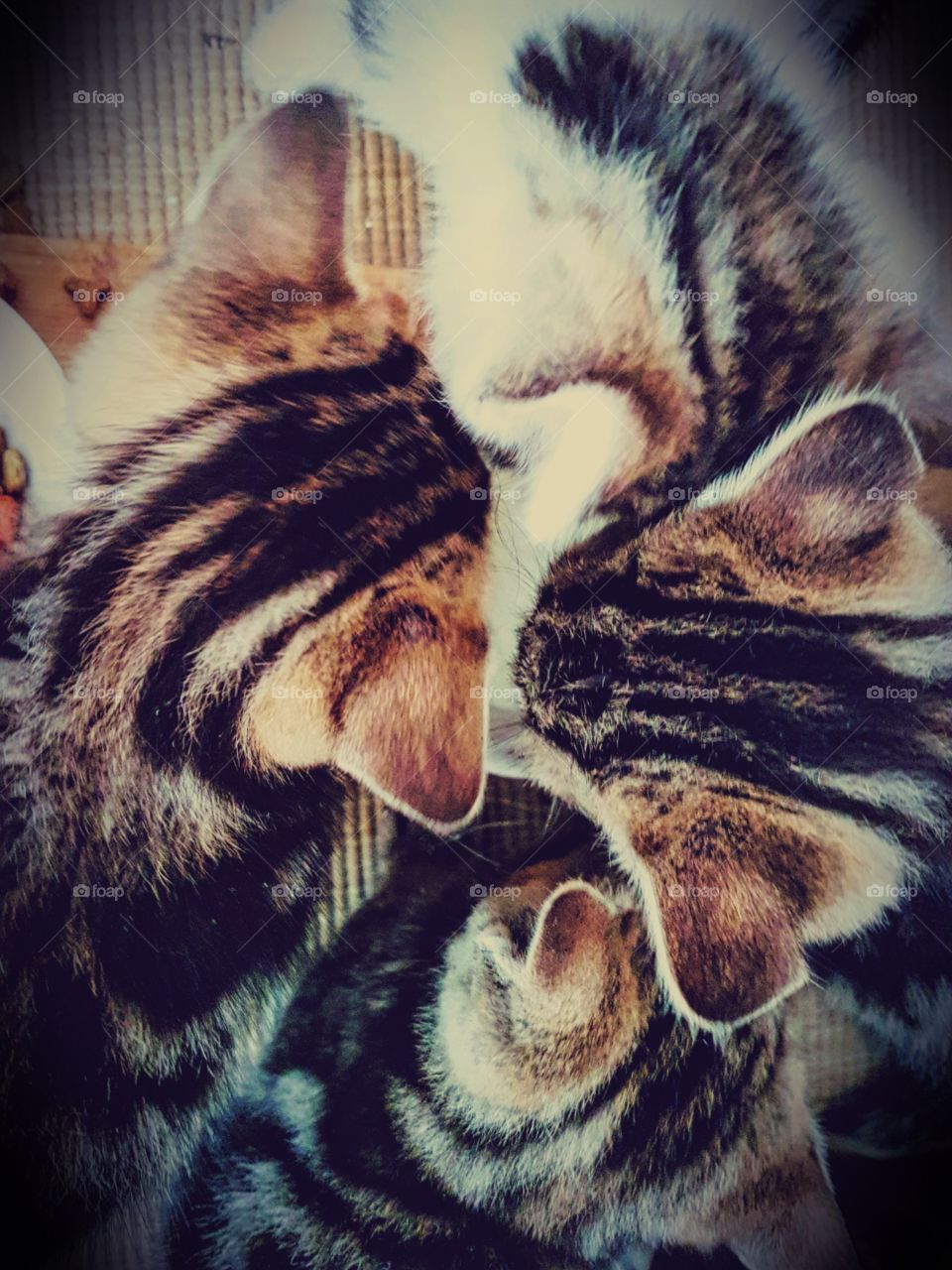 Animals in the fall ... Milky