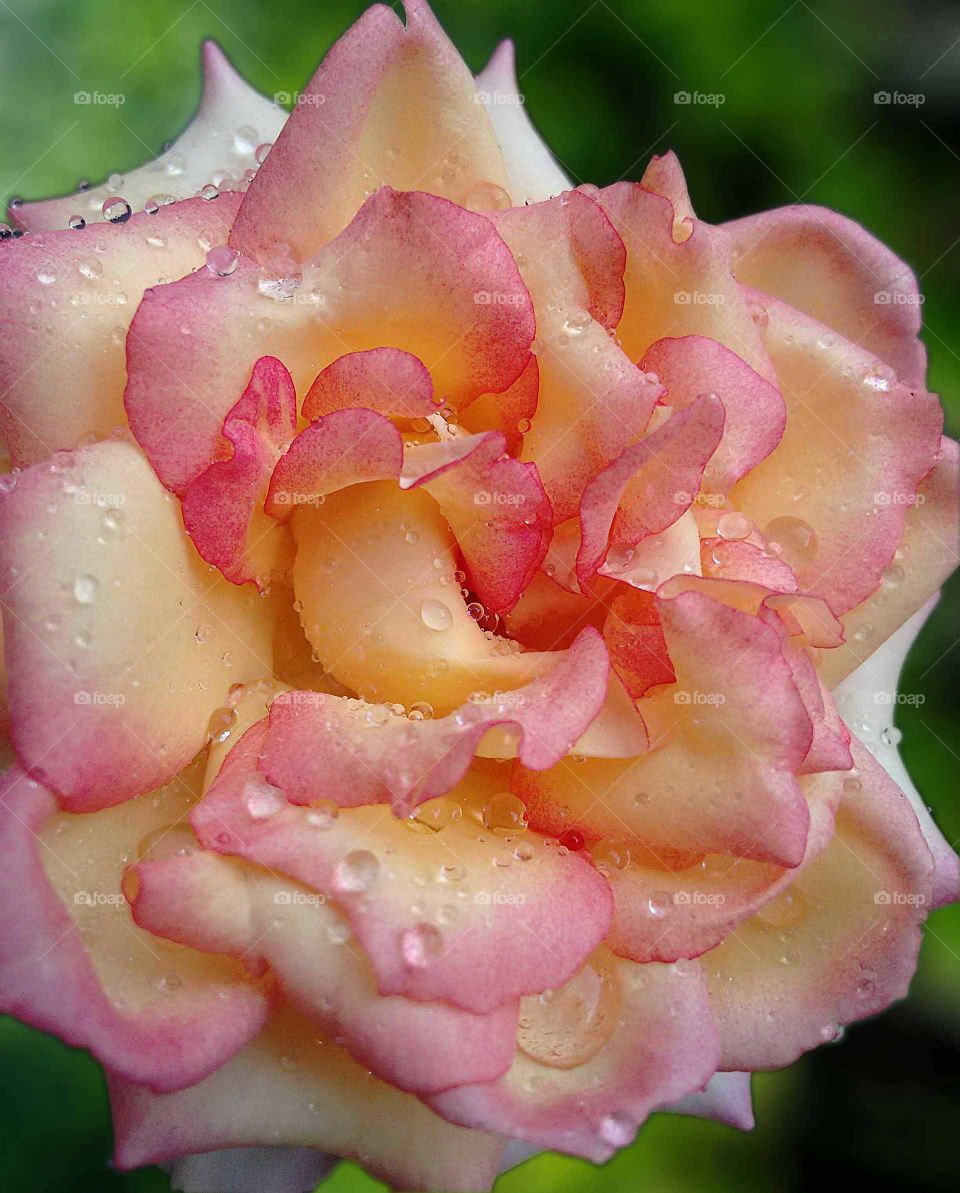Rose watered by summer rain.
