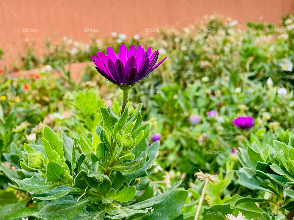 Portraits of a plant 