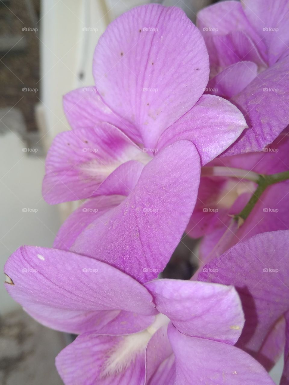 close-up flowers