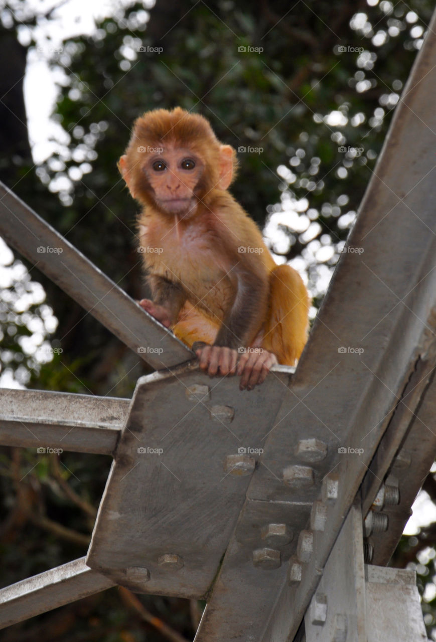 Mammal, No Person, Wood, Outdoors, Monkey