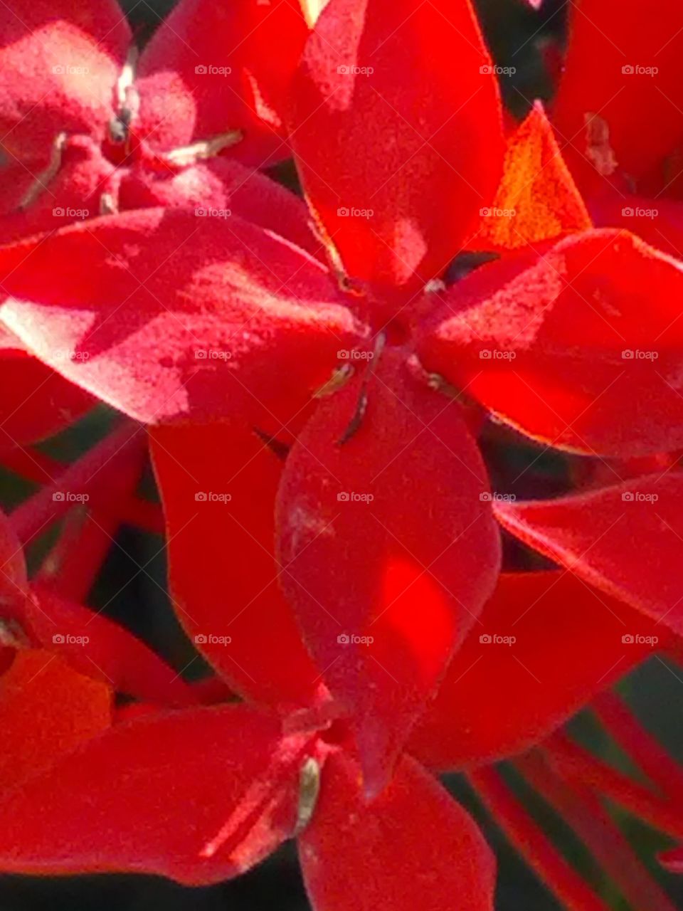 These red flowers are so simple to live, but the bunch of flowers is not less than a bouquet.