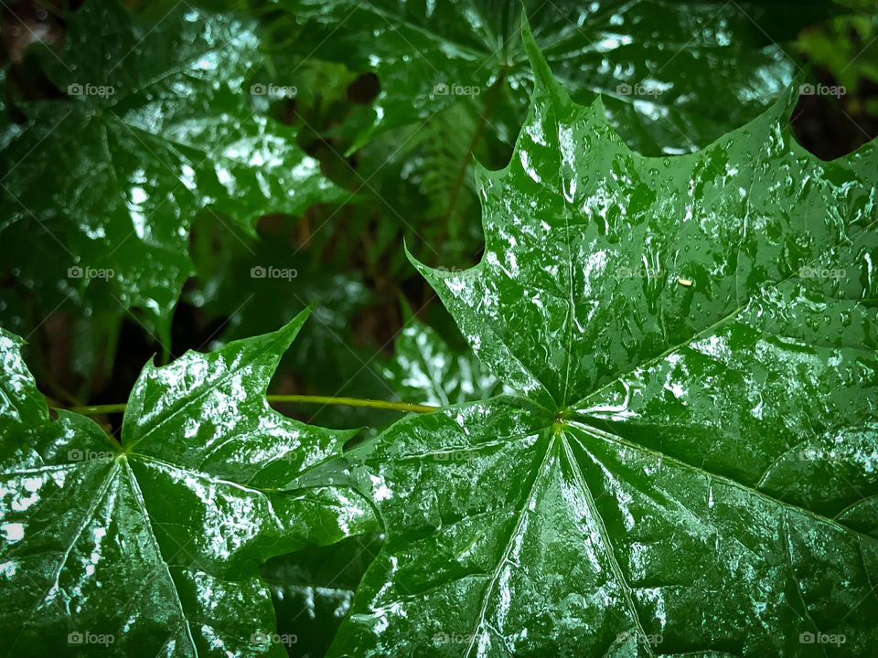 Rain leaves