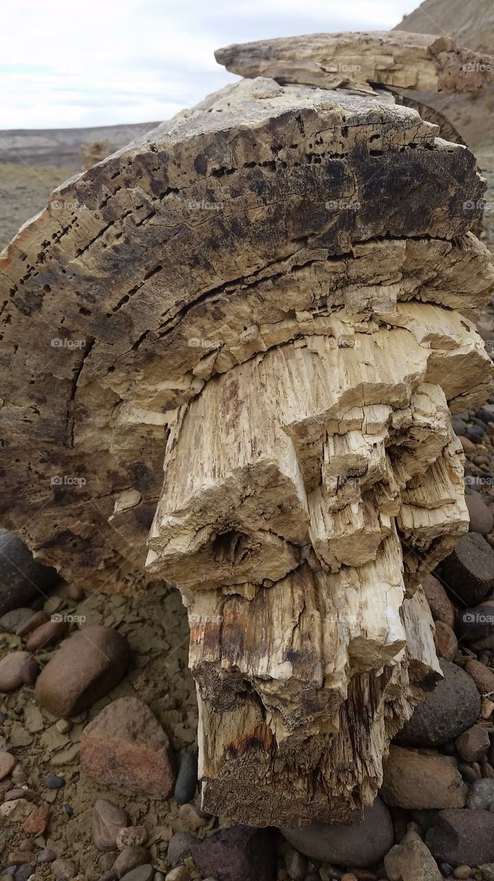 Petrified wood, Argentina