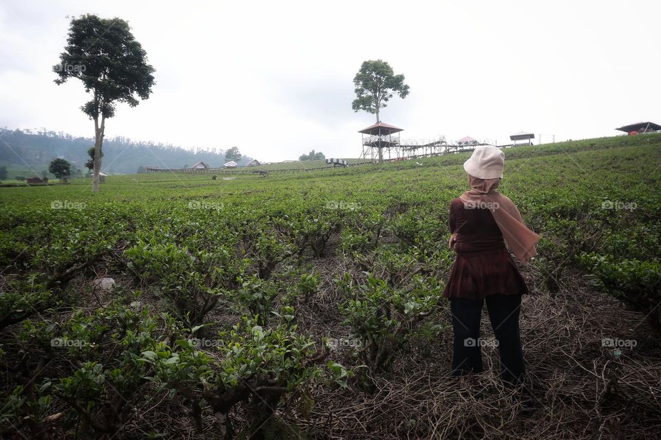 tea plantation