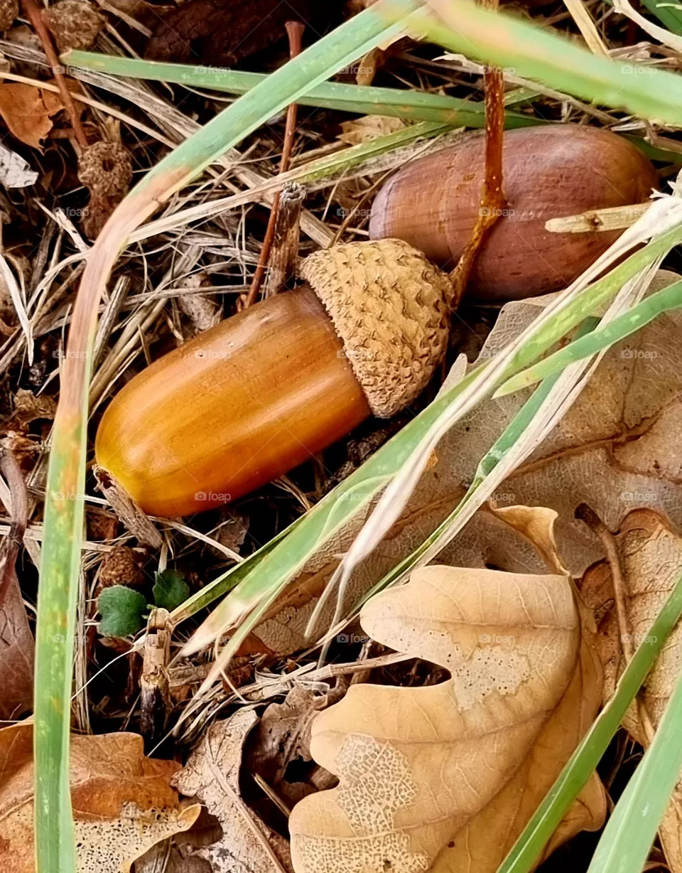 autumn