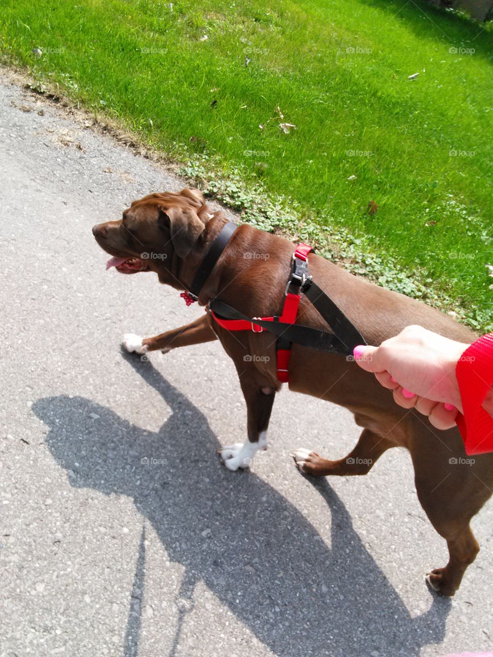 walking the dog. large brown pit bull being g walked in a red harness by a girl with hot pink fingernails.