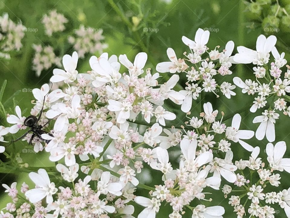 Cilantro Flowers 