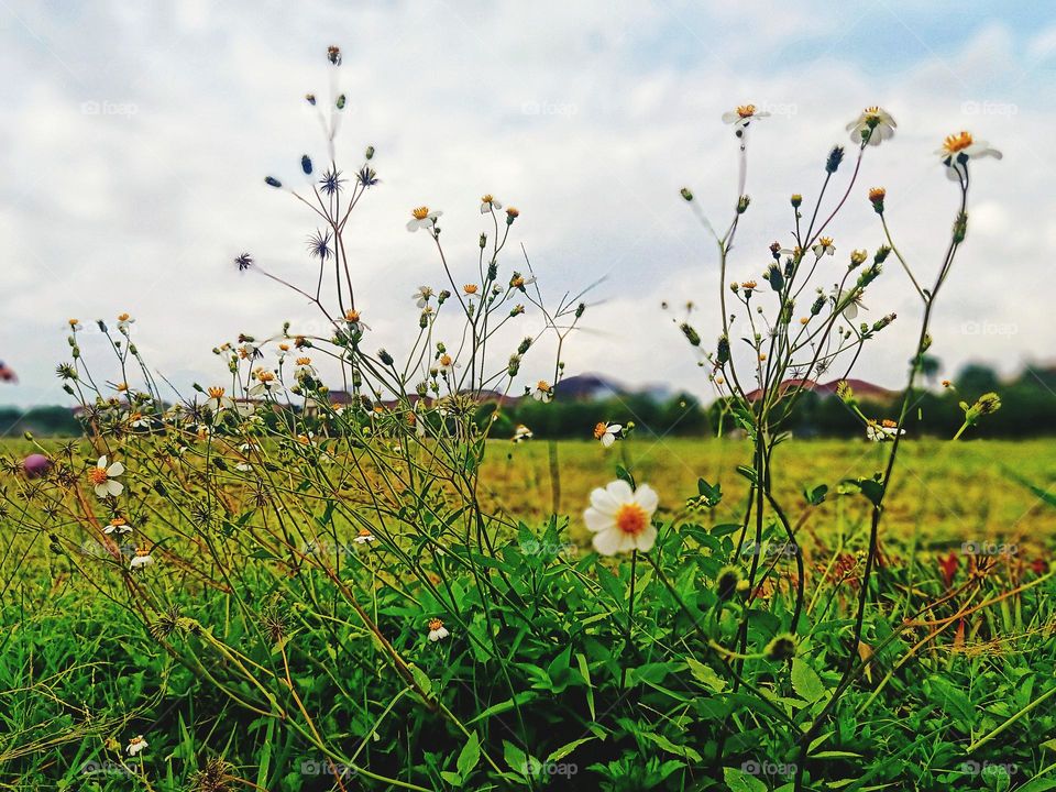 blooming flower