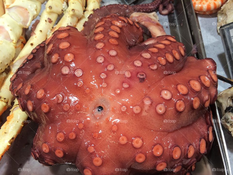 Octopus