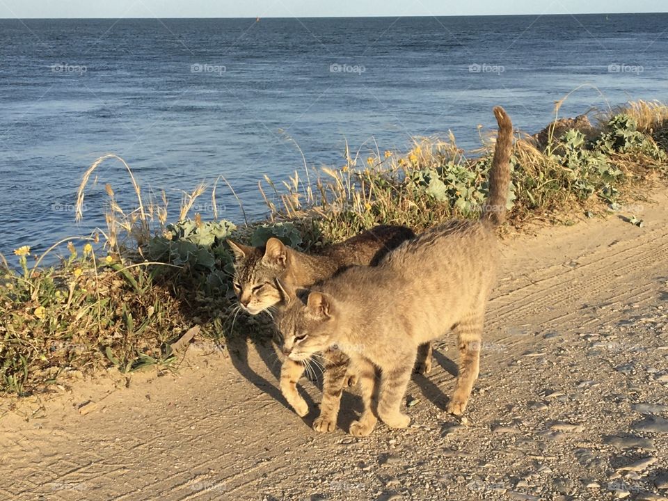 Two cats walking like twins in golden light along seashore 