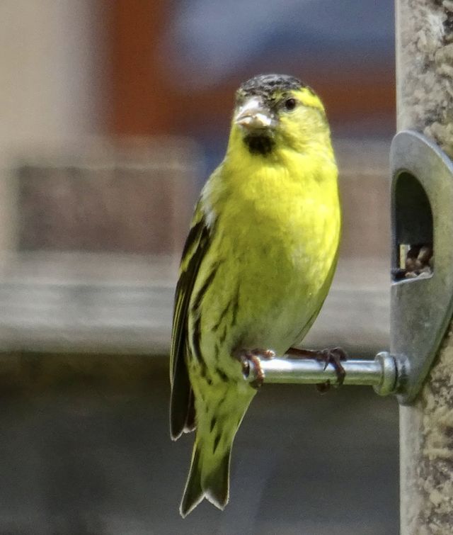 Wild bird