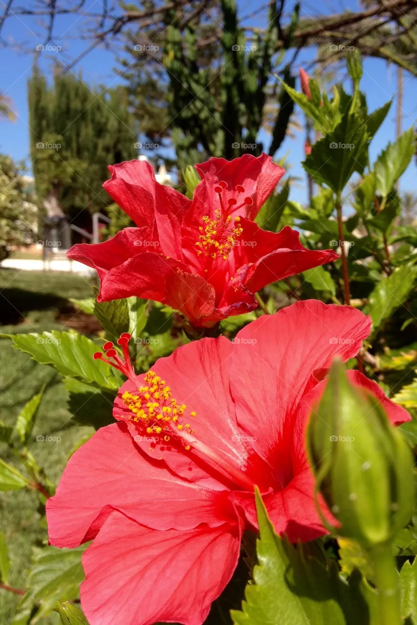 Flowers