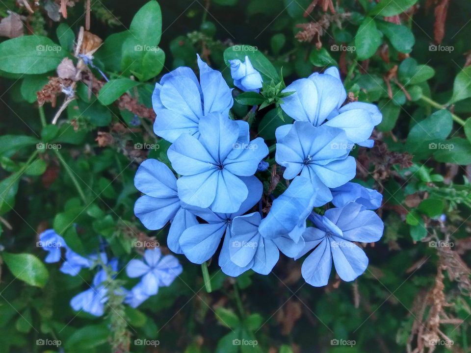 Lovely blue flowers!