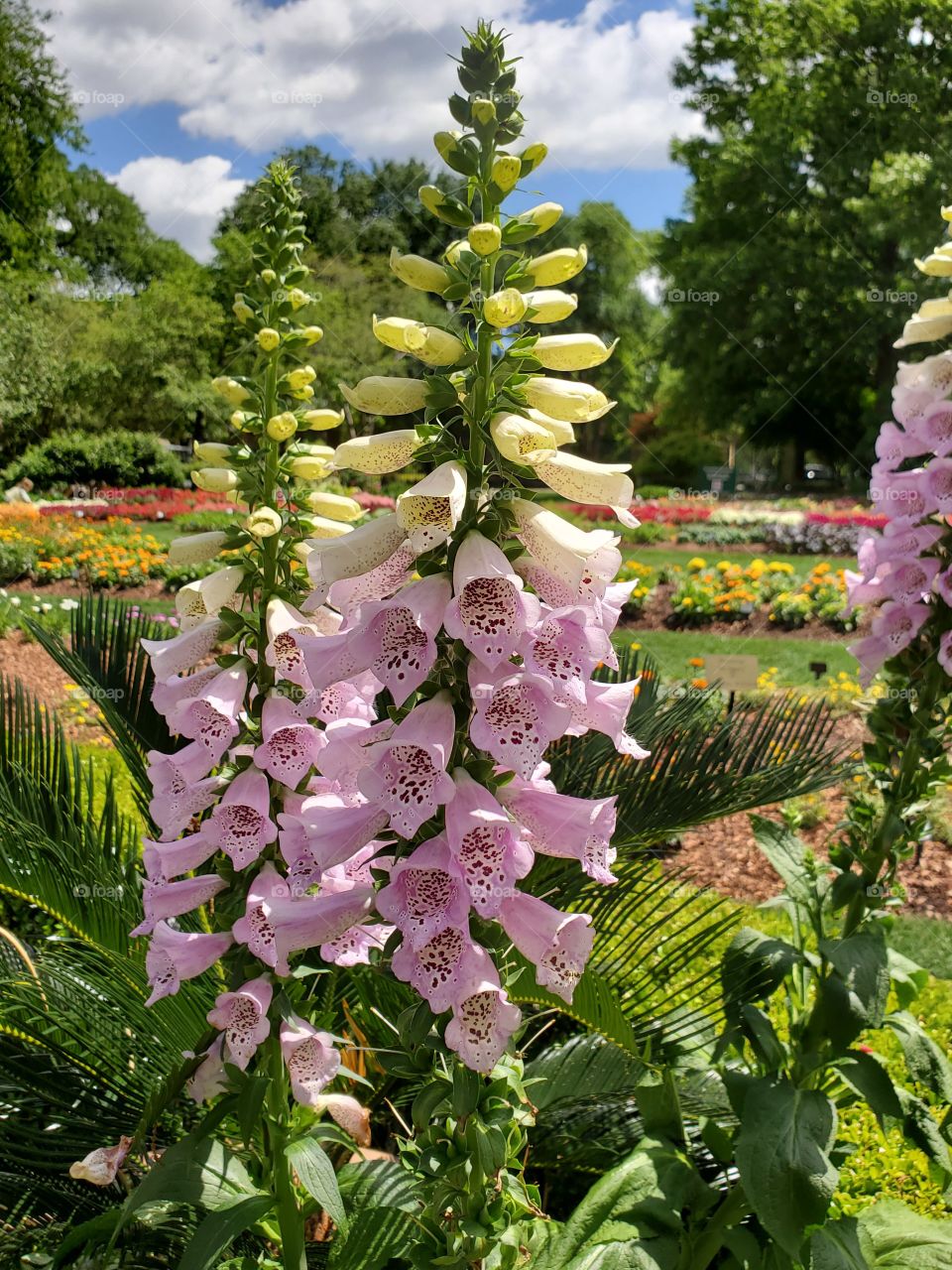 Flowers Dallas Arboretum