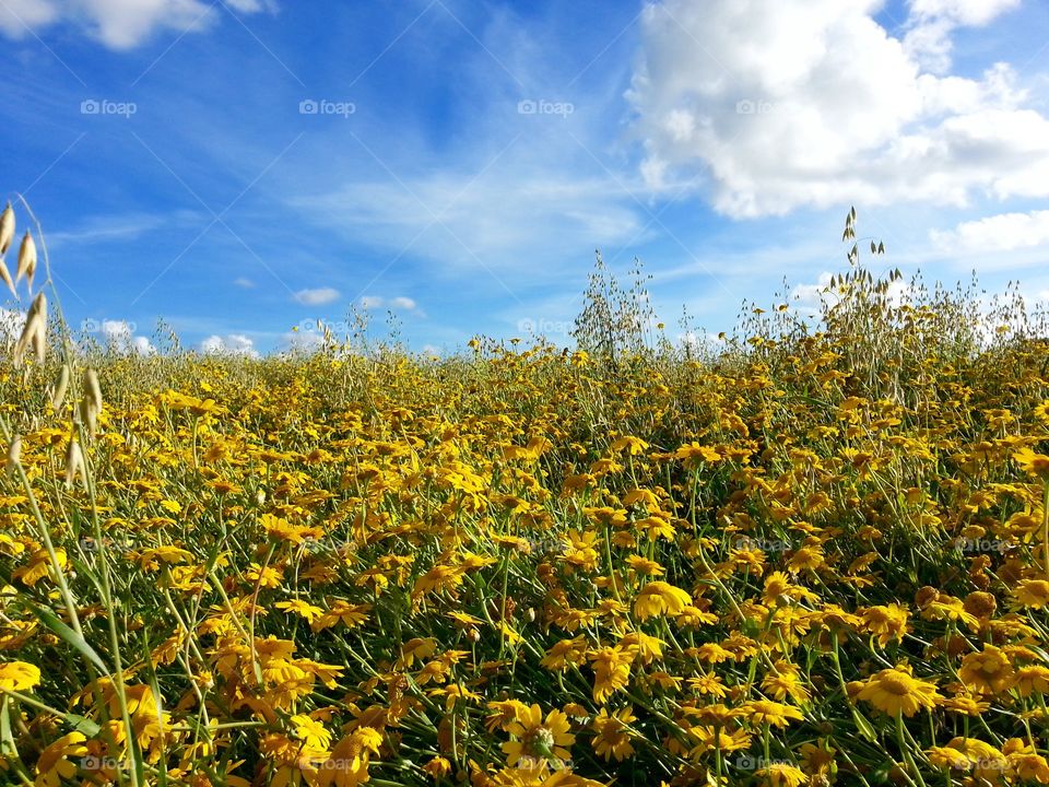 Flower field
