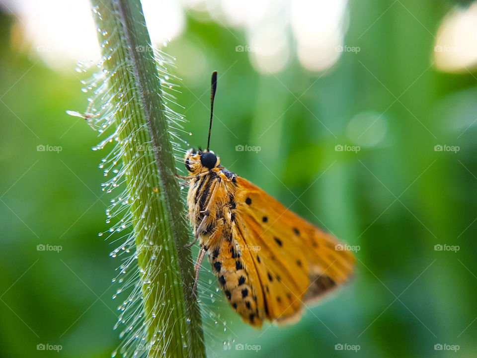 butterfly on wet grass
