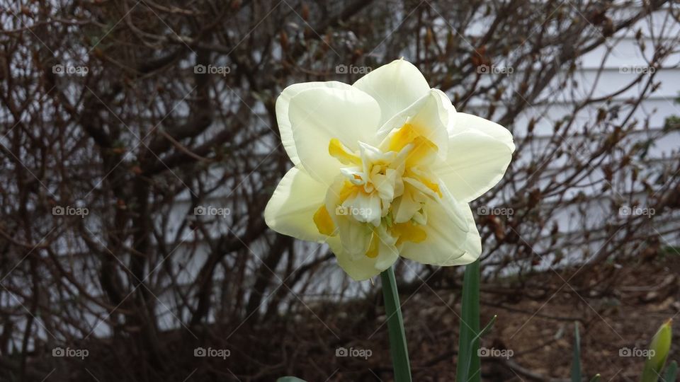 Mutated Daffodil #3