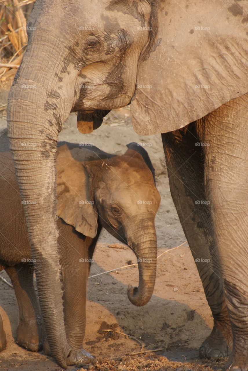 Elephant bubba and mum 