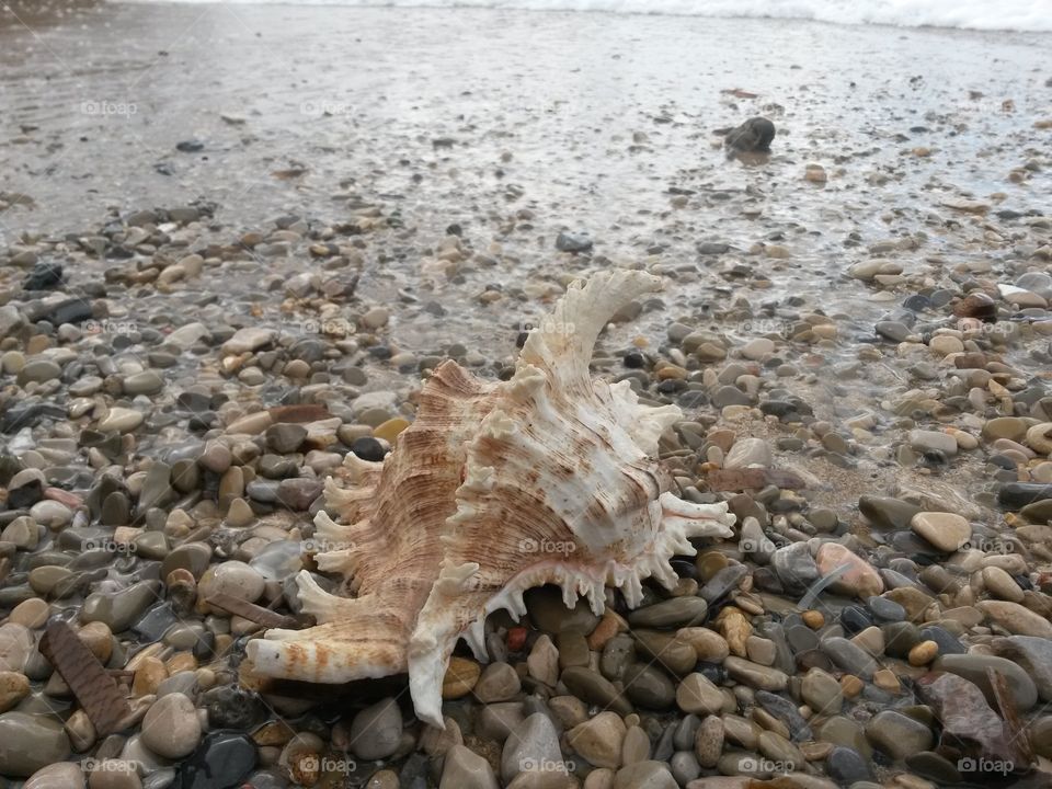 close up of seashell in front of the sea