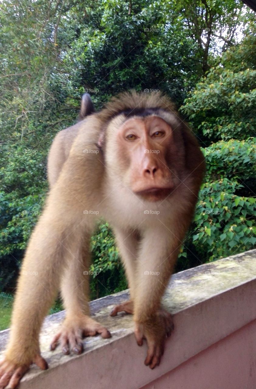 Pig tail Macaque