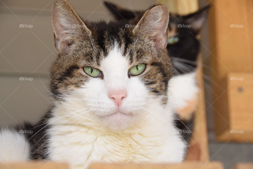 Don't shop, adopt! Shelter pet adoption, tabby cat