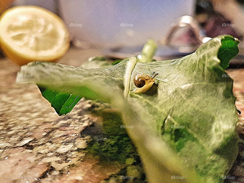 Little guest in my kitchen