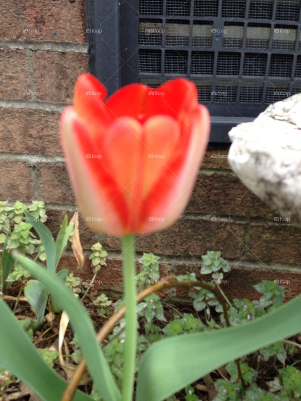 Tulip