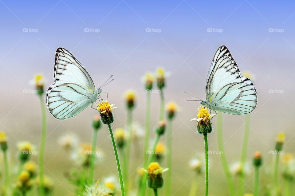 Beautiful butterfly on the grass