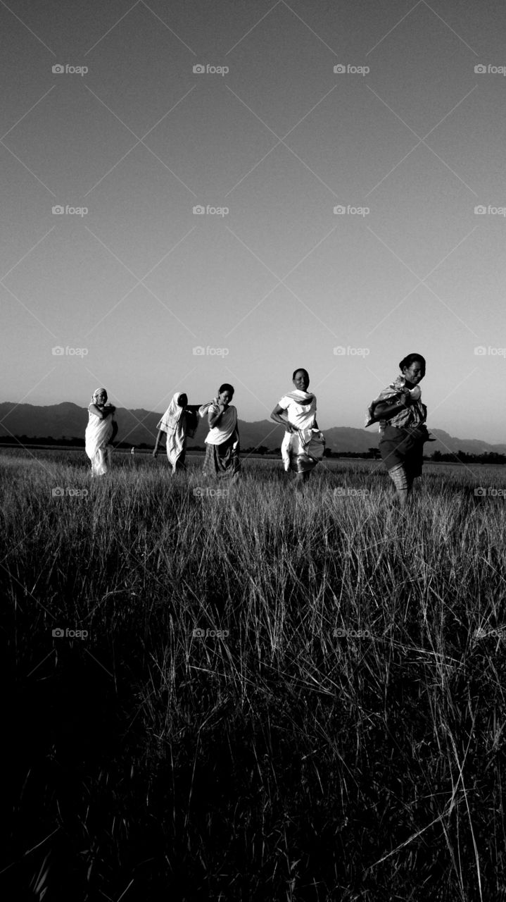 Women walking one by one on the cropland in evening time